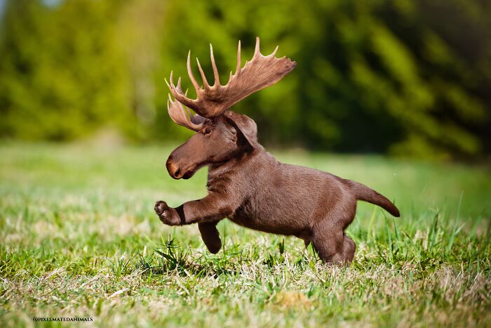 Lab Moose