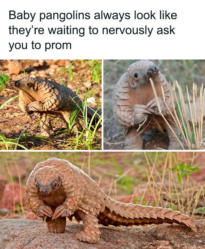 Funny-Animal-Memes-Posts