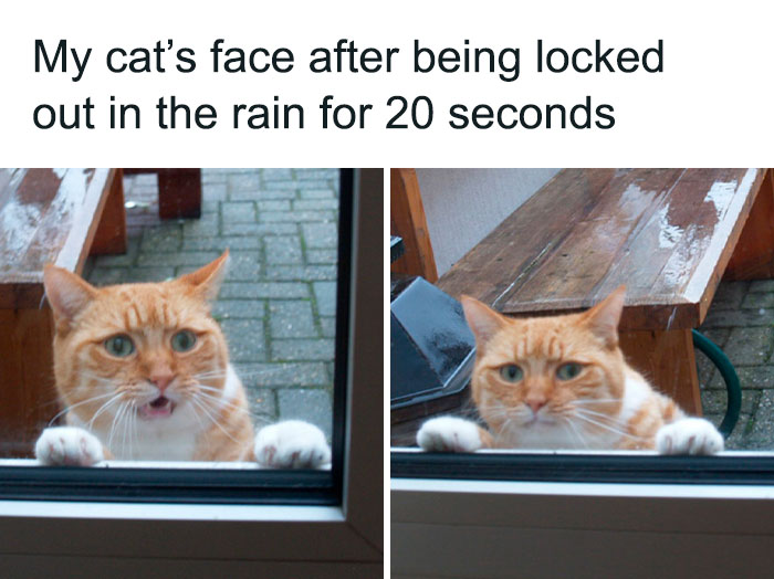 Funny-Animal-Memes-Posts