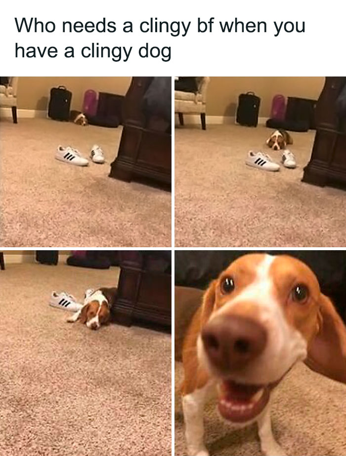 Funny-Animal-Memes-Posts