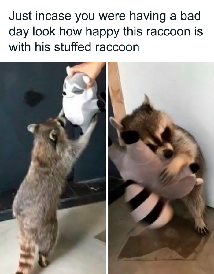 Funny-Animal-Memes-Posts