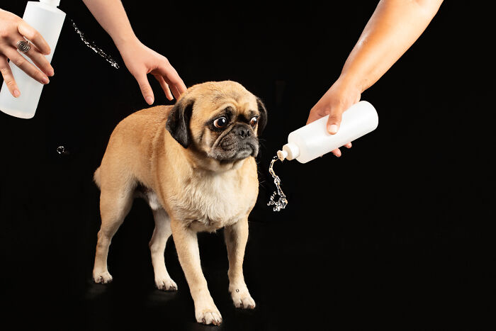 Water Portraits By Candice C. Cusic Photography