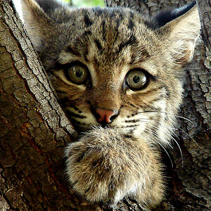 christophercrockett avatar