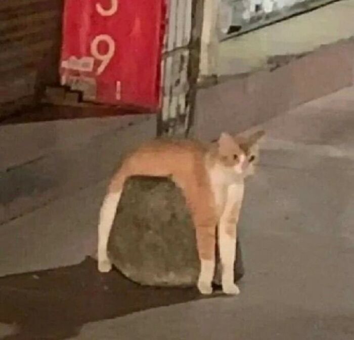 Hilarious-Animal-Pics