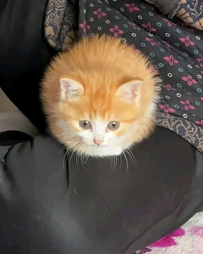 Hilarious-Animal-Pics