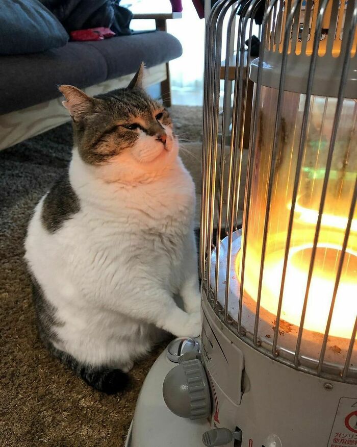 Hilarious-Animal-Pics