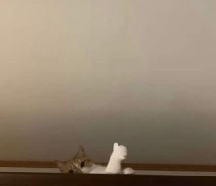 Hilarious-Animal-Pics