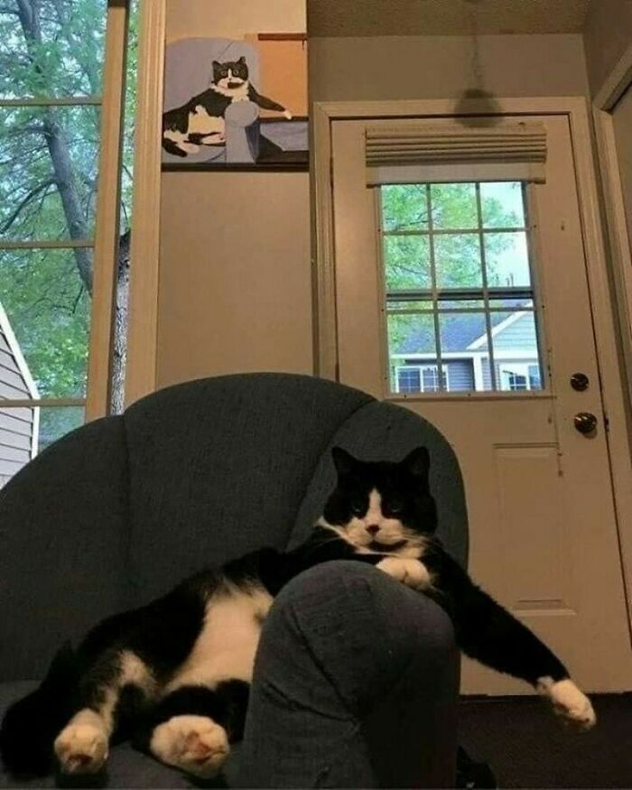 Hilarious-Animal-Pics