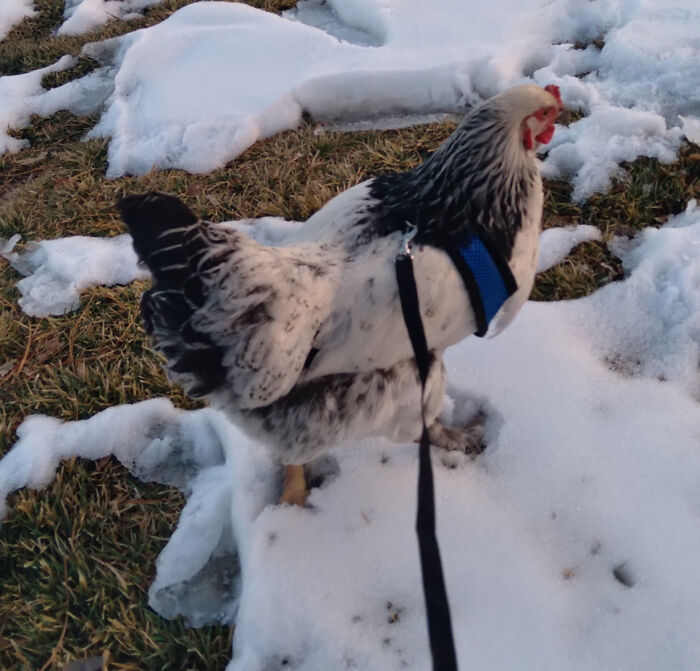 Chickennnnnnnnnnnnnn