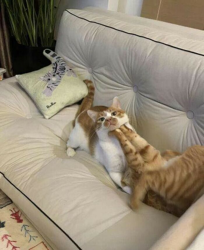 Hilarious-Animal-Pics