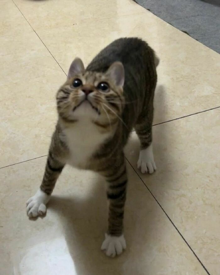 Hilarious-Animal-Pics