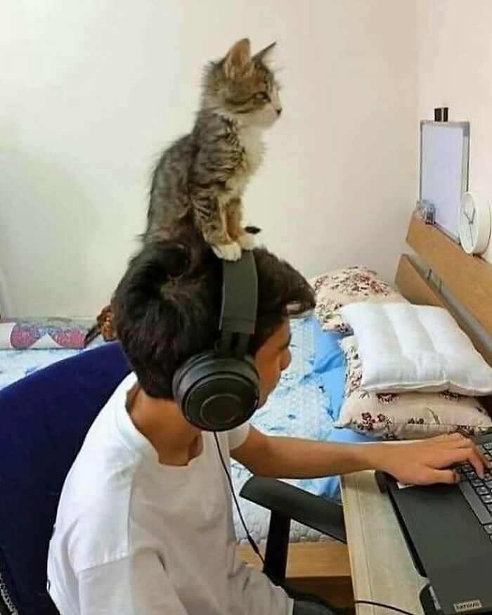 Hilarious-Animal-Pics