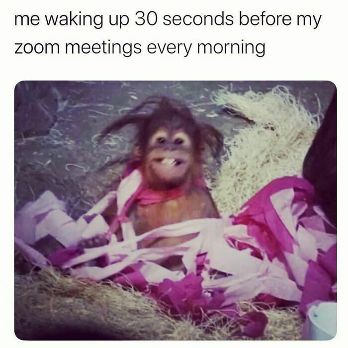 Funny-Work-From-Home-Memes