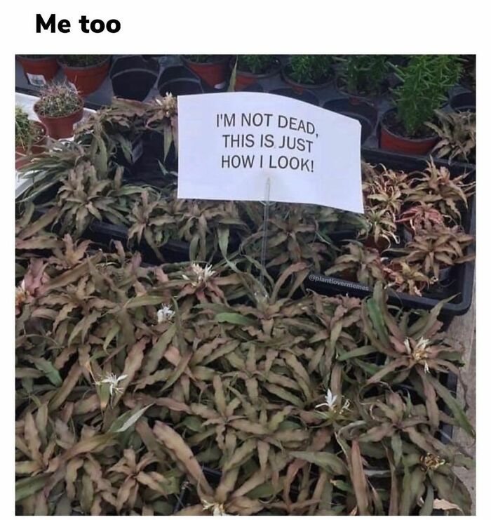 Neurodivergent-Memes