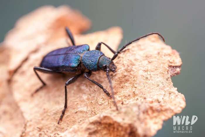 Christian Brokes's Stunning Macro Photography With Godox V1