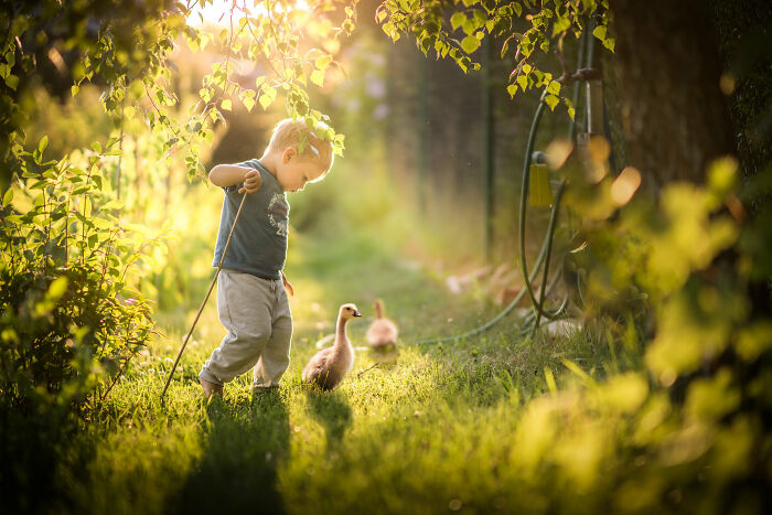 A Boy And Geese