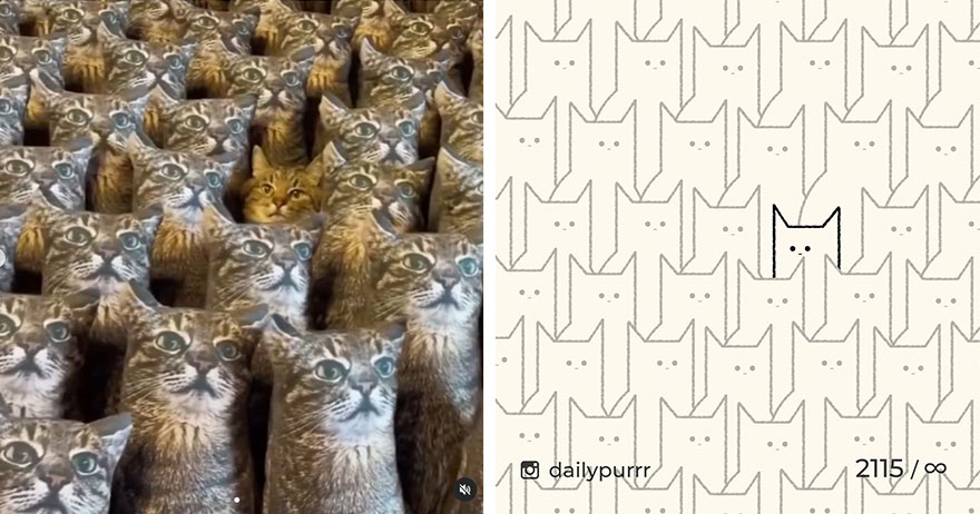 Cats By Daily Purrr (New Pics)