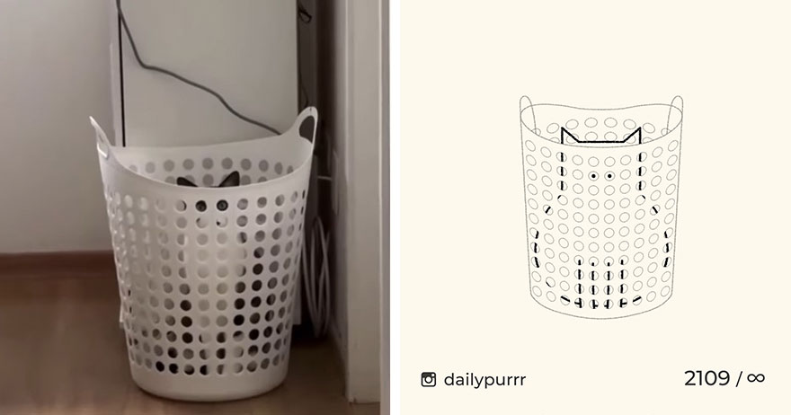 Cats By Daily Purrr (New Pics)