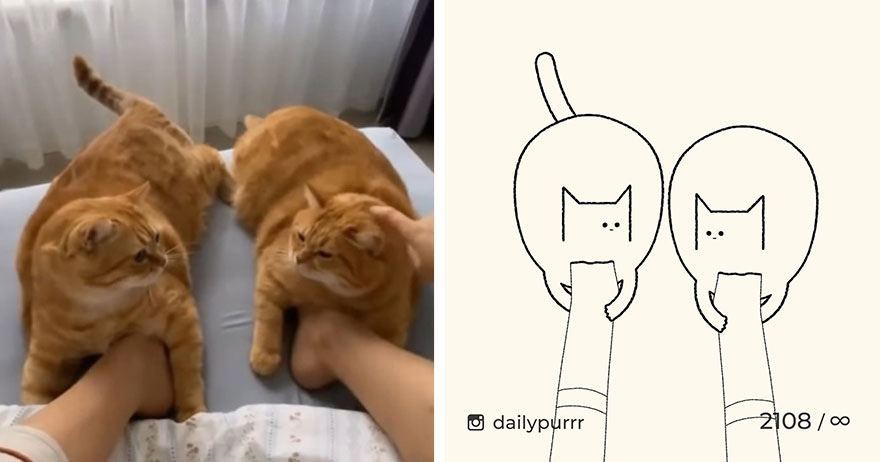 Cats By Daily Purrr (New Pics)