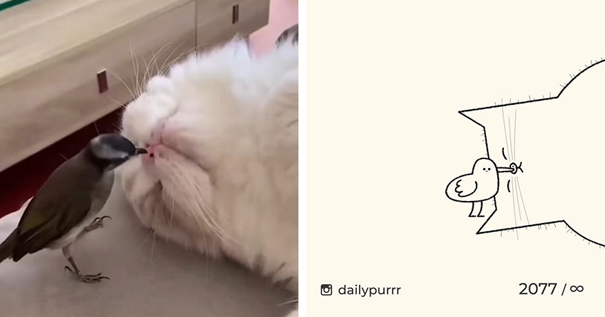 Cats By Daily Purrr (New Pics)