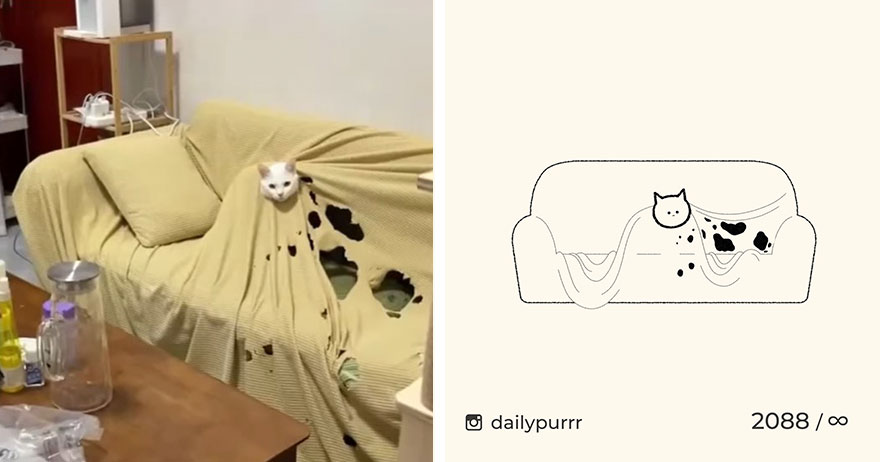 Cats By Daily Purrr (New Pics)