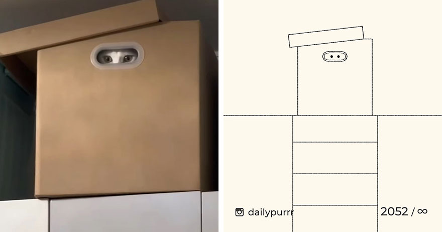 Cats By Daily Purrr (New Pics)