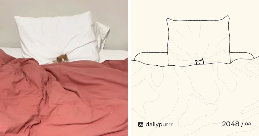 Cats By Daily Purrr (New Pics)