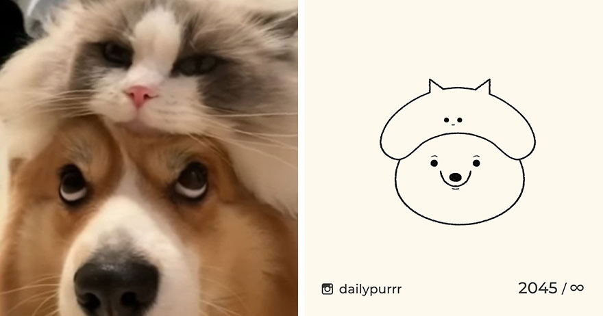 Cats By Daily Purrr (New Pics)