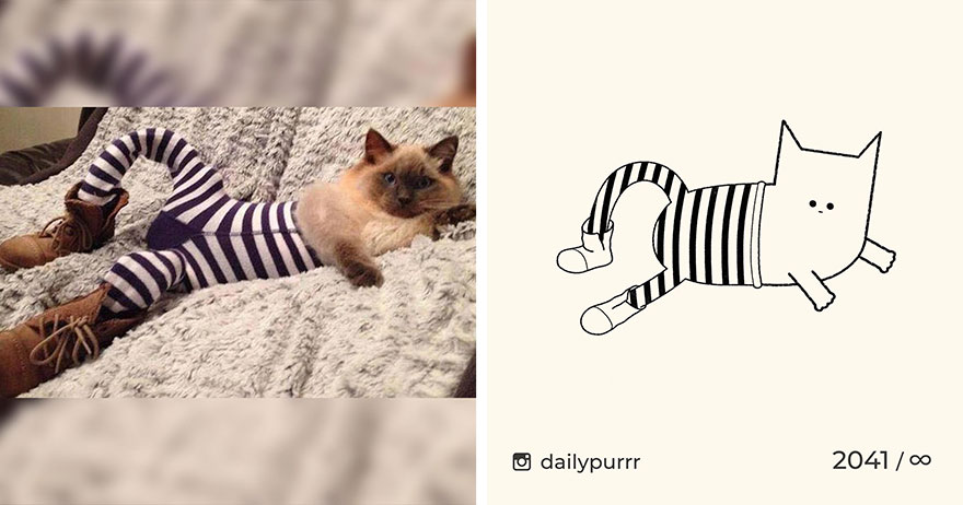 Cats By Daily Purrr (New Pics)