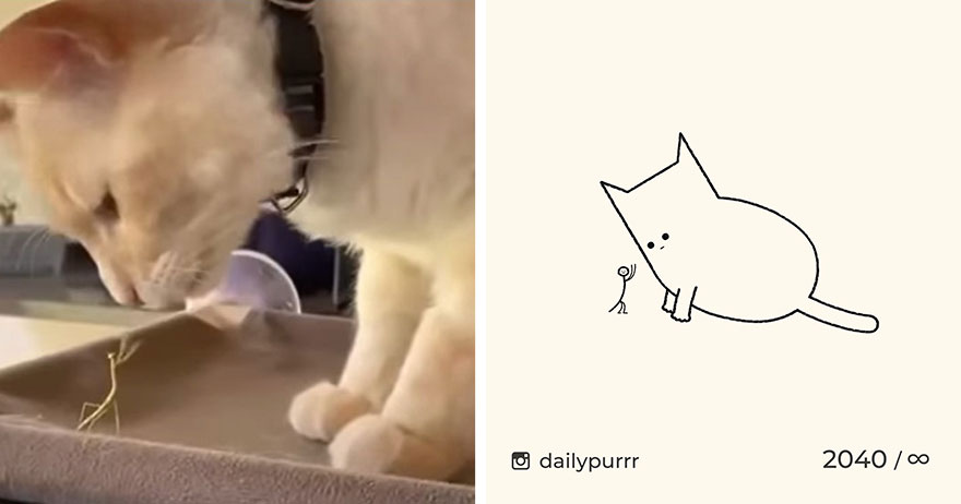 Cats By Daily Purrr (New Pics)