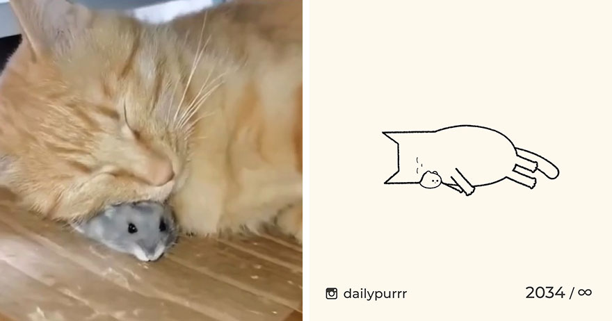 Cats By Daily Purrr (New Pics)