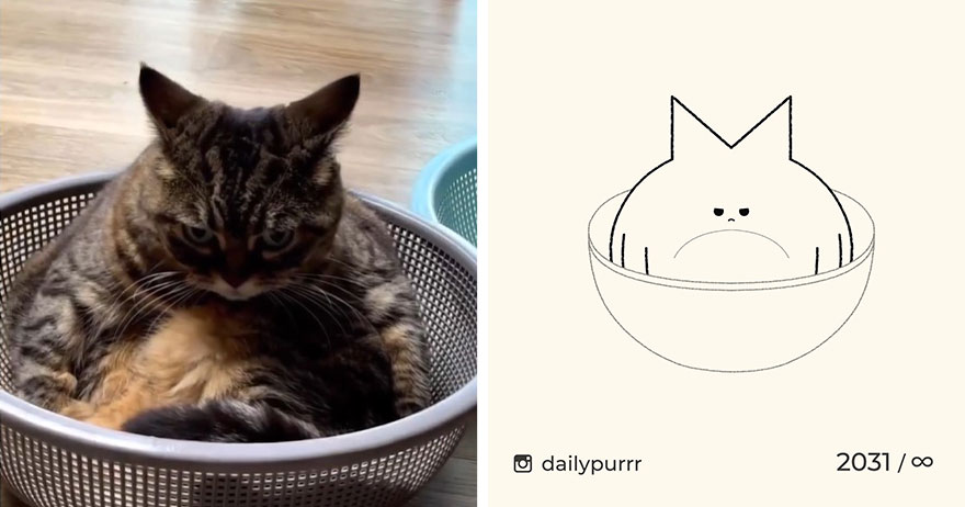 Cats By Daily Purrr (New Pics)