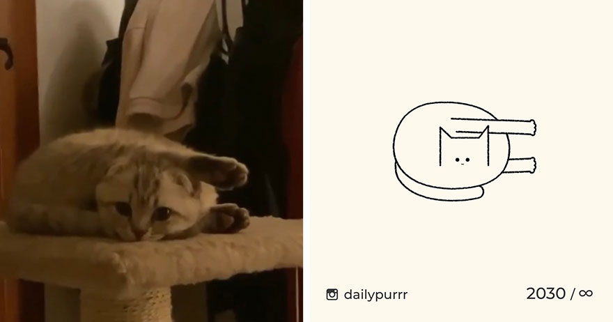 Cats By Daily Purrr (New Pics)