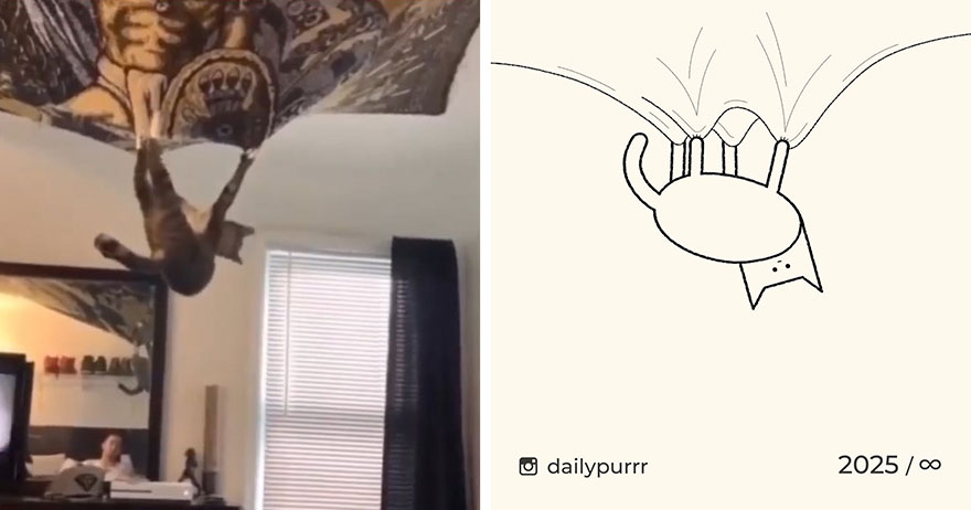 Cats By Daily Purrr (New Pics)