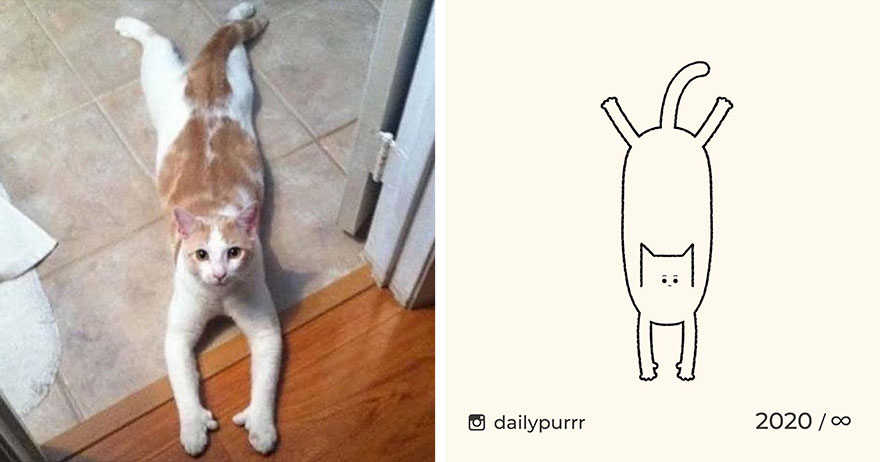 Cats By Daily Purrr (New Pics)