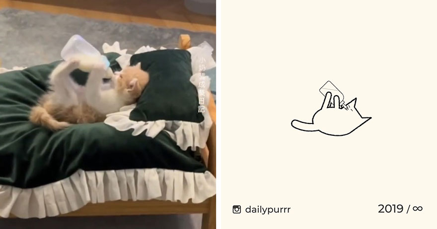 Cats By Daily Purrr (New Pics)