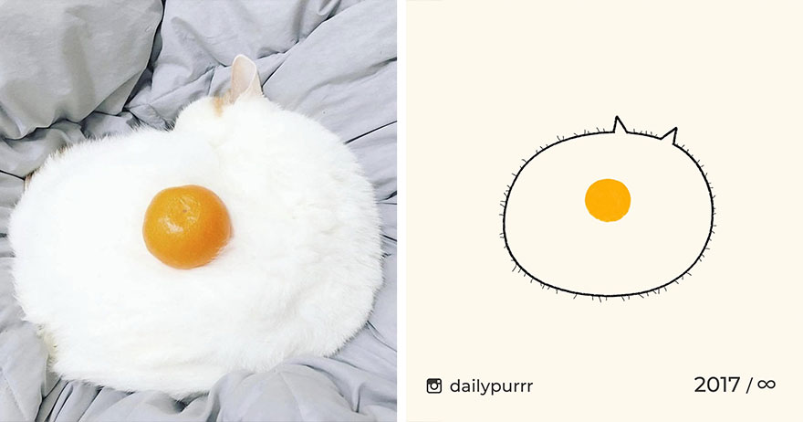 Cats By Daily Purrr (New Pics)