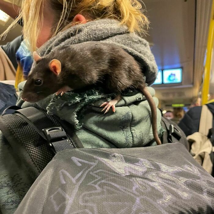 Berlin-Subway-Creatures-Weird-Funny-Pics