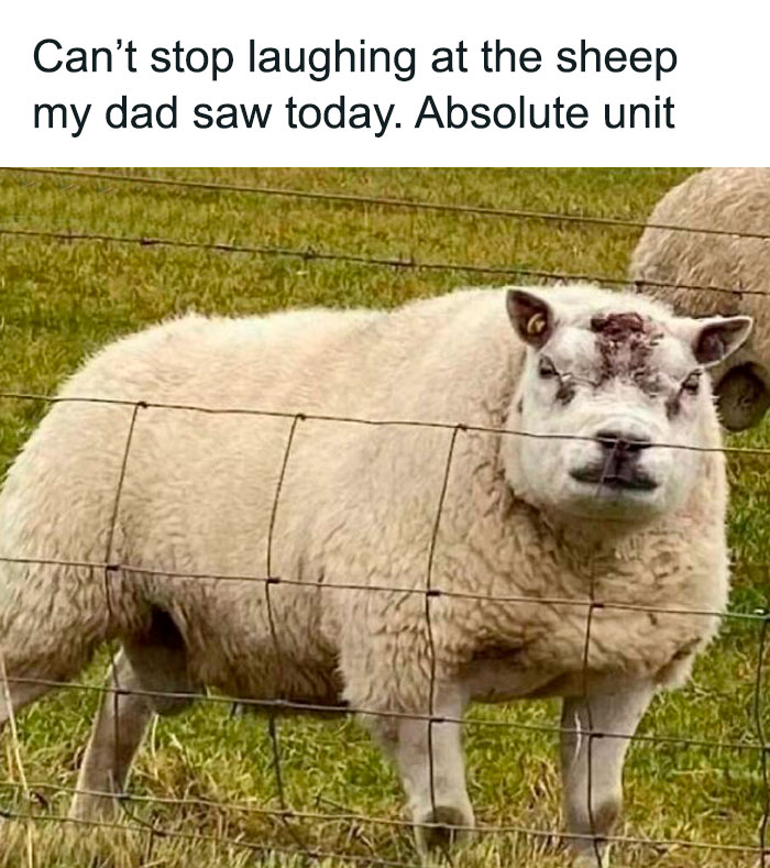 Best-Funny-British-Memes