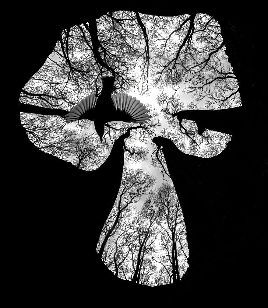 Close-Up Photographer Of The Year 2023 And 1st Place In The Category Of Animals: "The Bird Of The Forest" By Csaba Daróczi