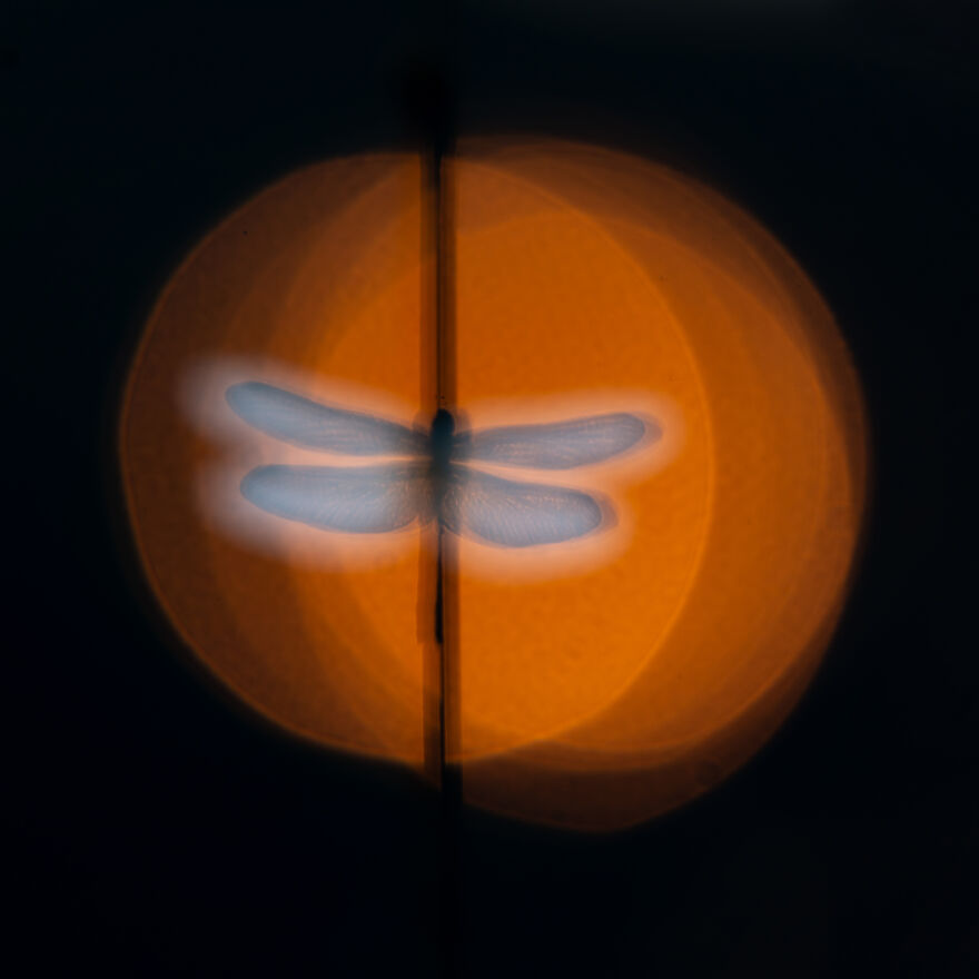 3rd Place In The Category Of Butterflies And Dragonflies: "Sunrise Beauty" By Wim Vooijs