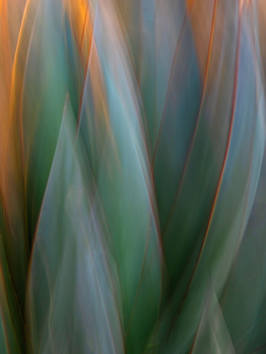 3rd Place In The Category Of Plants: "Golden Agave" By Beth Debor