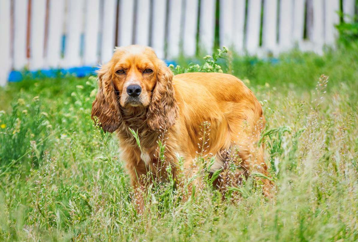 Cocker Spaniel in grass