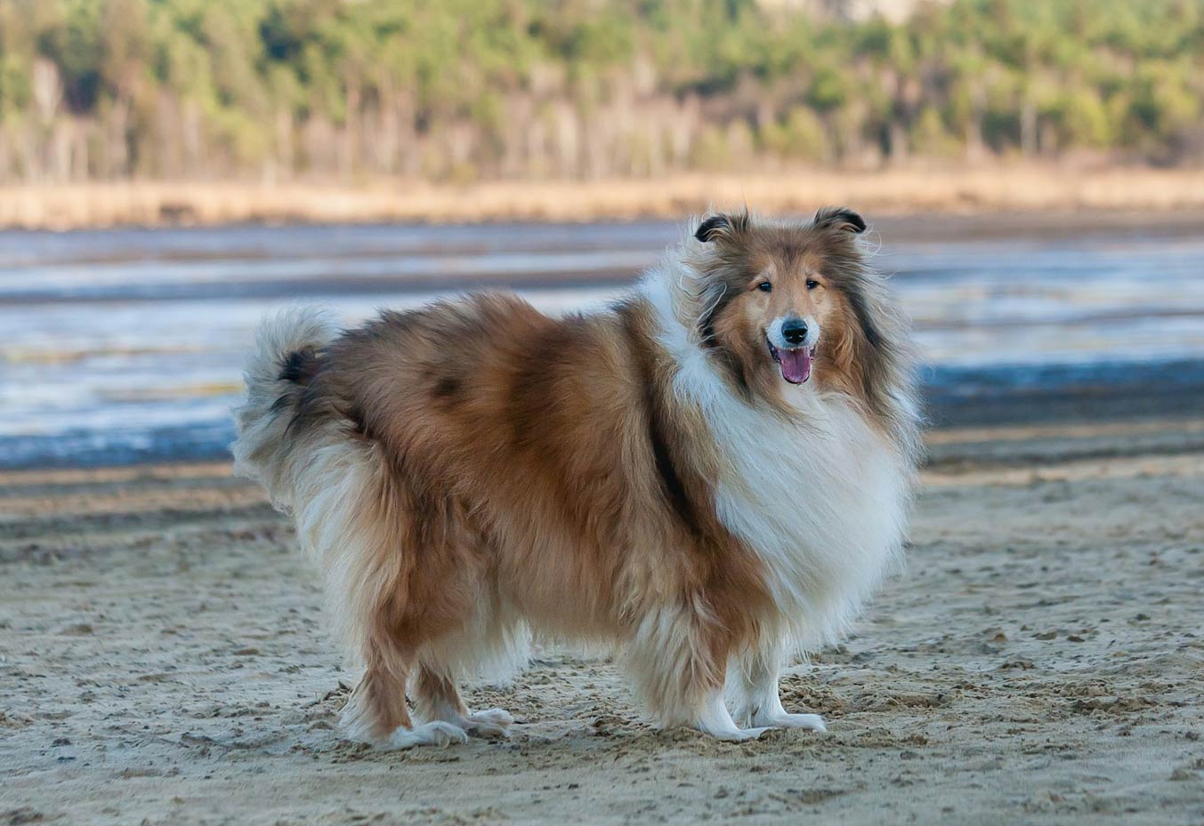 Collie at the beach