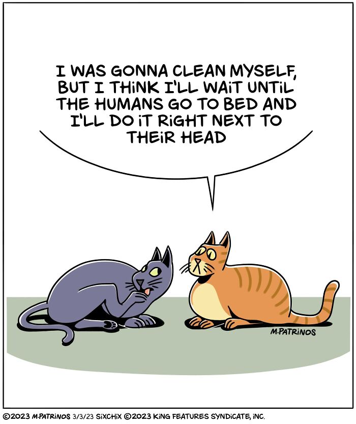 Two cats humorously plan to groom next to their human's head at bedtime, illustrated by Maritsa Patrinos.