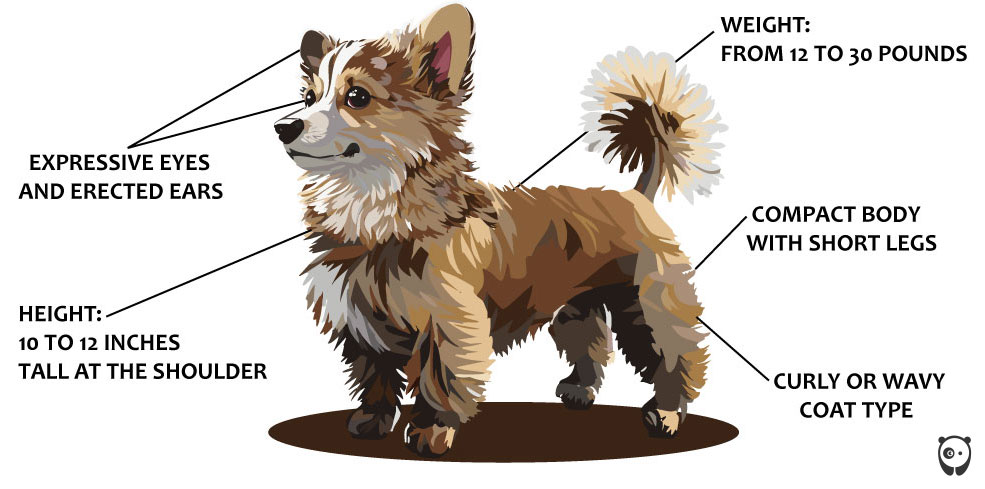 Illustration of a Corgipoo dog, featuring expressive eyes, compact body, and curly coat.