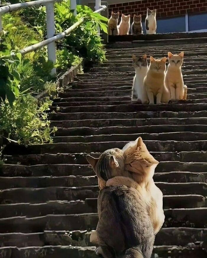 Hilarious-Animal-Pics