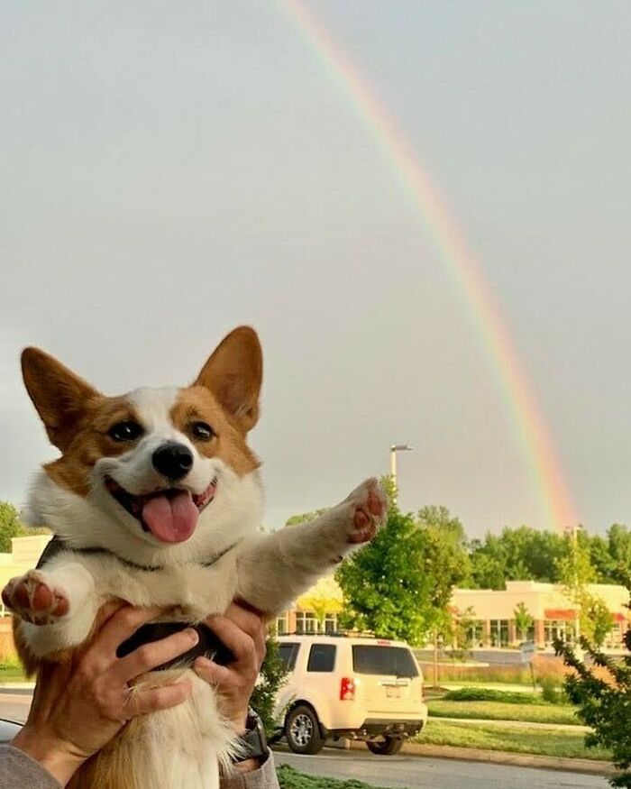 Hilarious-Animal-Pics