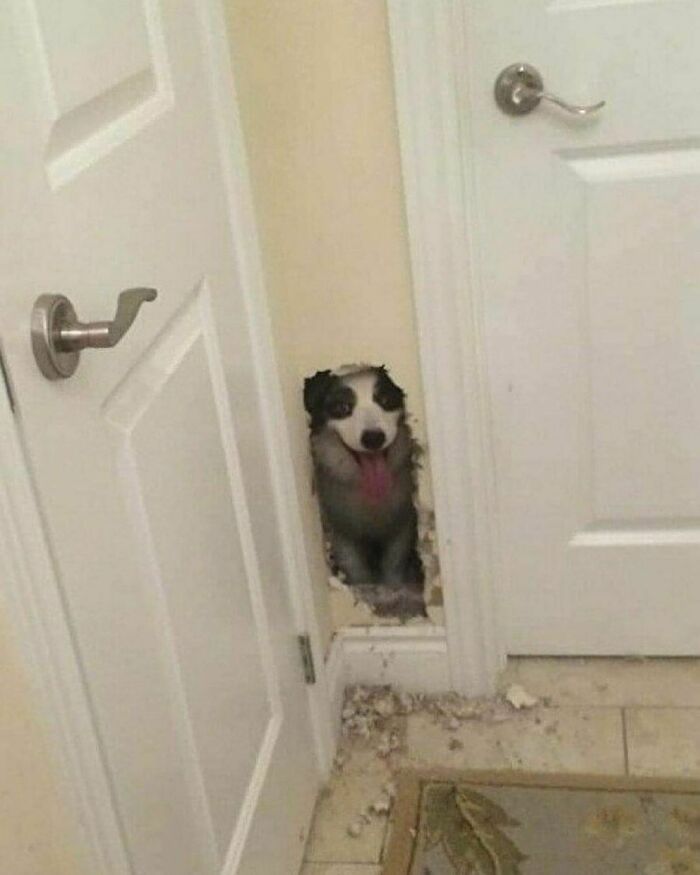 Hilarious-Animal-Pics