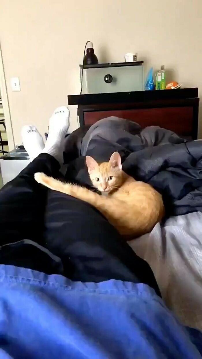 Hilarious-Animal-Pics